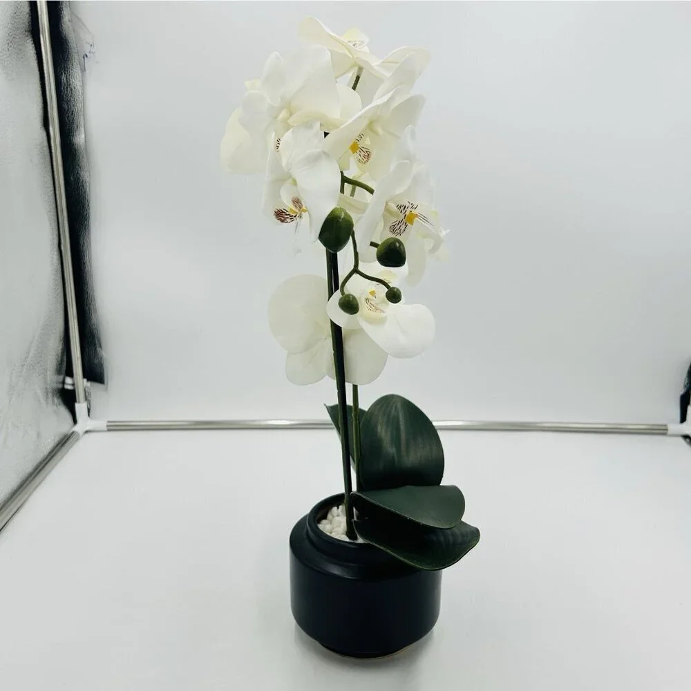 White Phalaenopsis 19